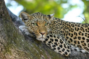 Jukskei Big 5 - Leopard